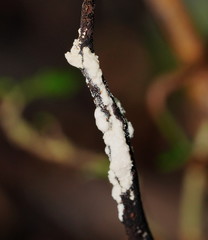 Cordyceps cranstounii