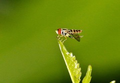 Toxomerus geminatus