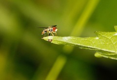 Toxomerus geminatus