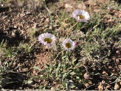 Erigeron flagellaris