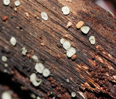 Chlorosplenium