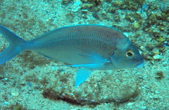 Nemadactylus douglasii