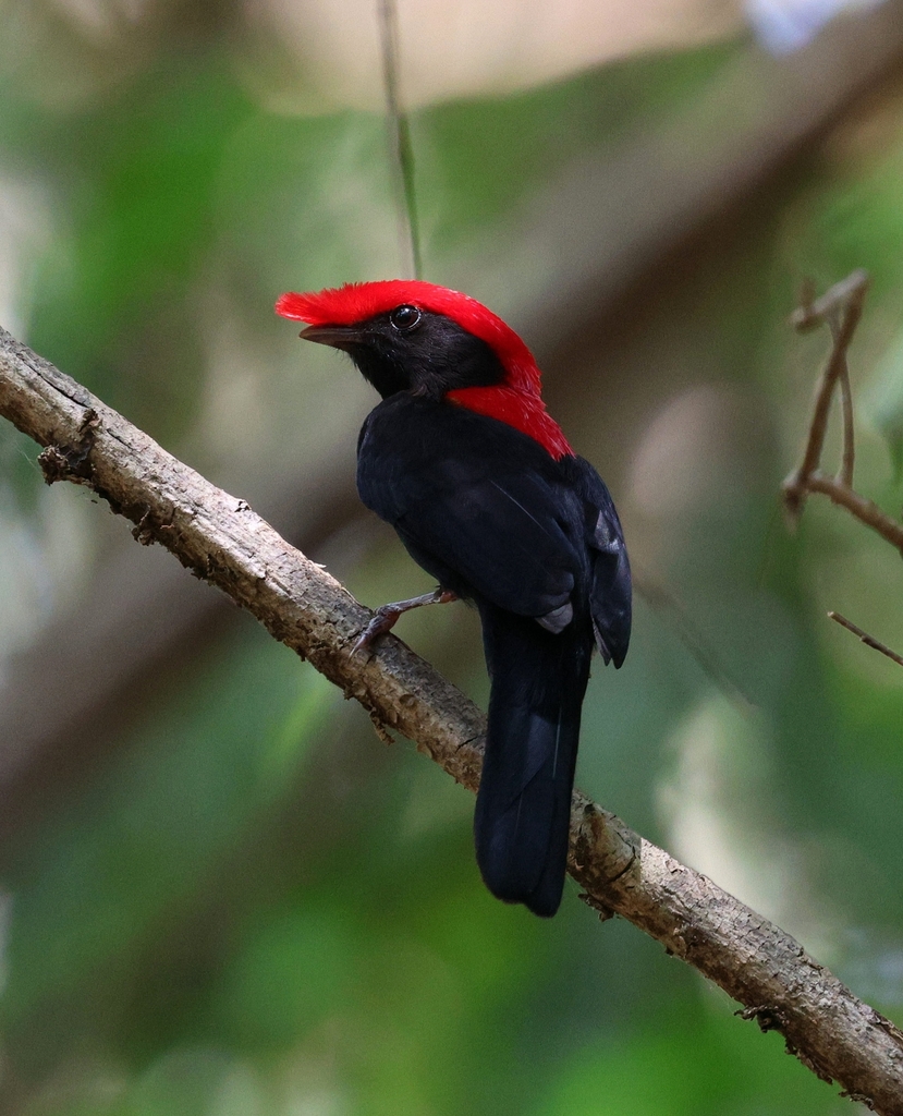 Helmeted Manakin (Chiroxiphia galeata) photo
