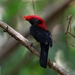 Helmeted Manakin - Photo (c) miguelpodas, some rights reserved (CC BY-SA), uploaded by miguelpodas