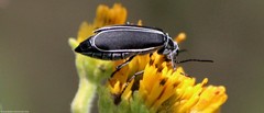 Epicauta cinctipennis