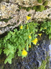 Erythranthe tilingii