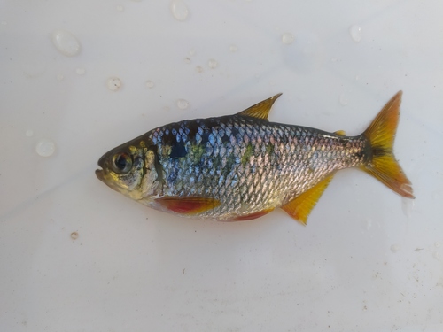 Luetken's tetra (Hyphessobrycon luetkenii) — Characidae — 2