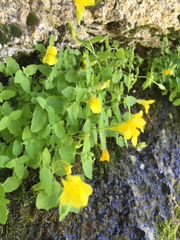 Erythranthe tilingii