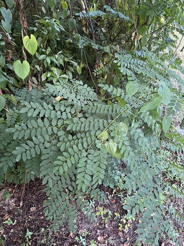 Image of Adenanthera pavonina by no rights reserved