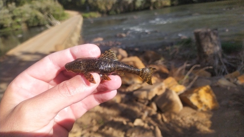 Bristly pleco (Pareiorhaphis hystrix) — Loricariidae