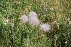 Geum triflorum