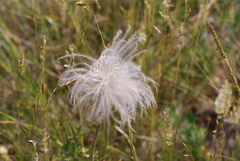 Geum triflorum