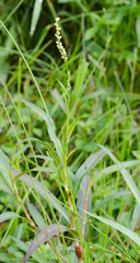 Polygonoideae