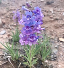 Penstemon angustifolius