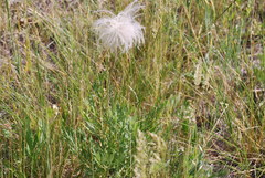 Geum triflorum