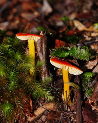 Hygrocybe xanthopoda