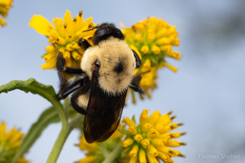 Brown-belted Bumble Bee photographed in Oklahoma