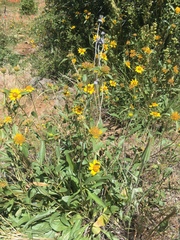 Helianthella