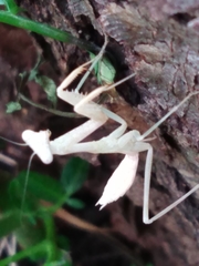 Comarostaphylis discolor