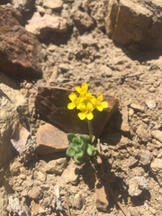 Draba lemmonii