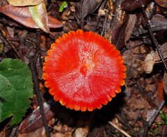 Hygrocybe xanthopoda