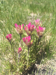 Castilleja lemmonii