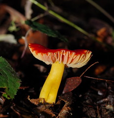 Hygrocybe xanthopoda