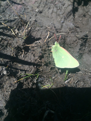 Colias behrii