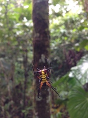 Micrathena kirbyi