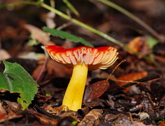 Hygrocybe xanthopoda