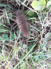 Phragmatobia