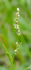 Polygonoideae