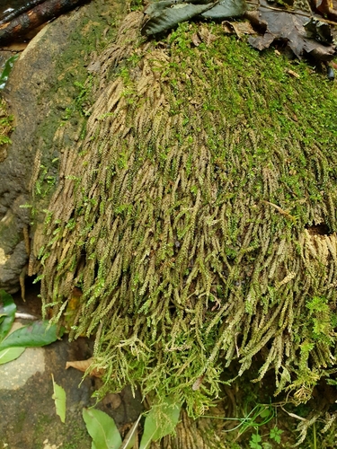 Image of Rhynchostegium riparioides by no rights reserved