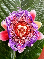 Passiflora quadrangularis