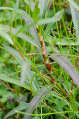 Polygonoideae