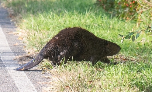 American Beaver photographed in Massachusetts