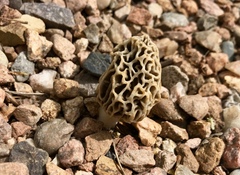 Morchella rufobrunnea