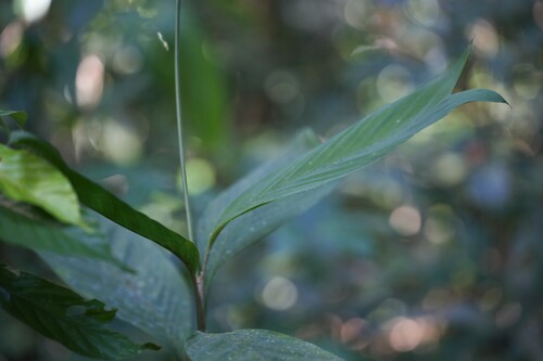 Geonoma stricta, photograph 3