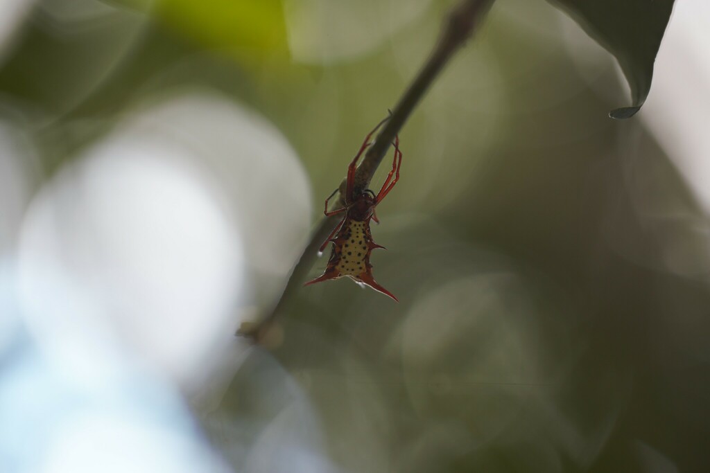 Micrathena armigera