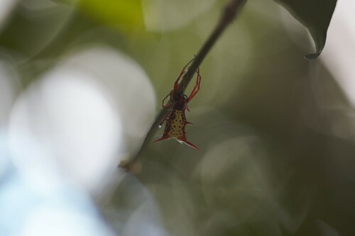 Micrathena armigera
