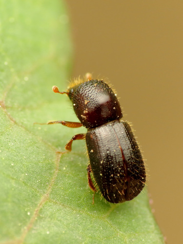 Black Stem Borer photo 3