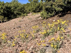 Tetraneuris argentea