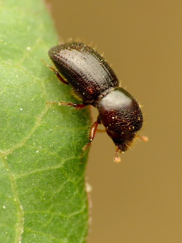 Black Stem Borer photo 2