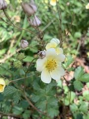 Drymocallis pseudorupestris