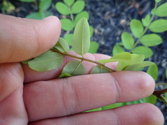 Robinia hispida