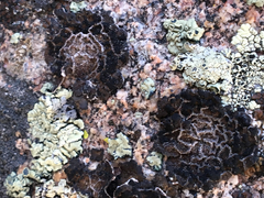 Umbilicaria krascheninnikovii