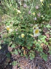 Drymocallis pseudorupestris