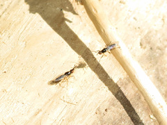 Prochyliza xanthostoma