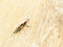 Prochyliza xanthostoma