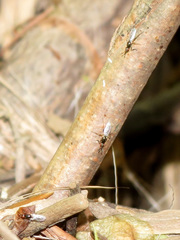 Prochyliza xanthostoma